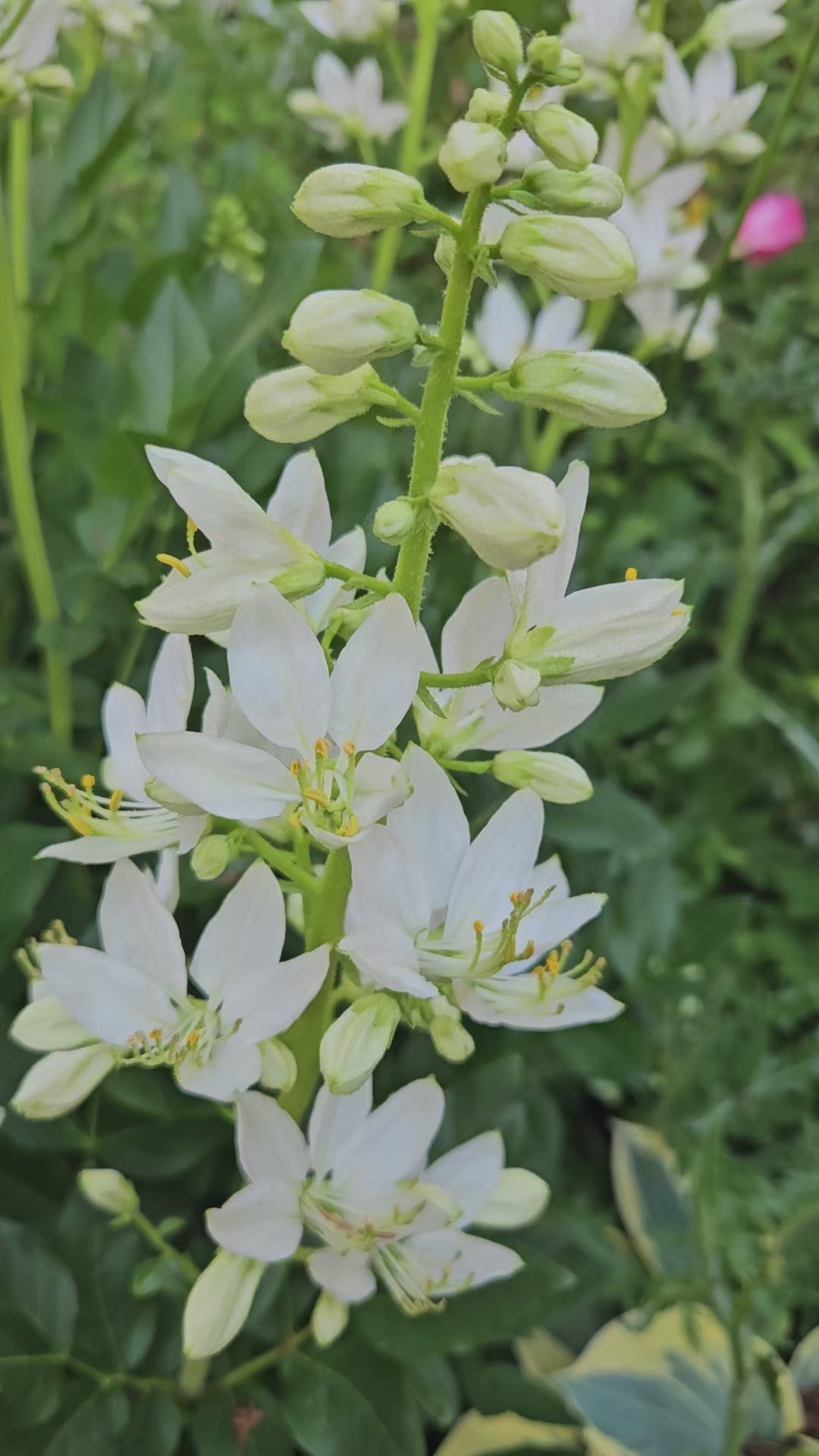 weißer diphtam brennender busch dictamnus albus albiflorus